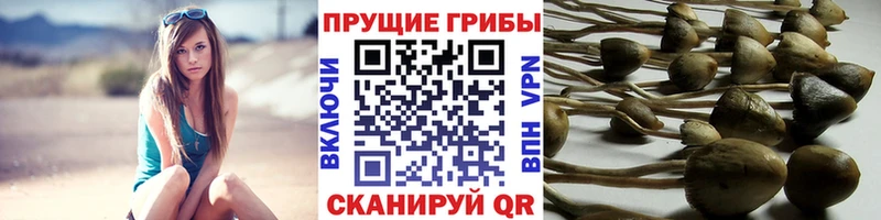 Псилоцибиновые грибы мухоморы  Тосно 